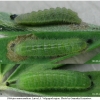 pleb maracandicus larva3 volg